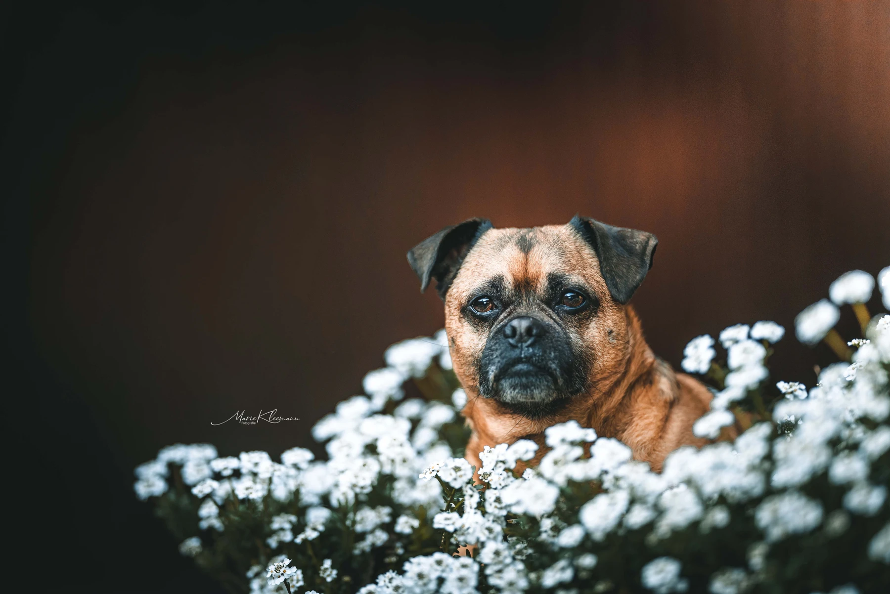 Rocky schaut zwischen weißen Blumen hervor