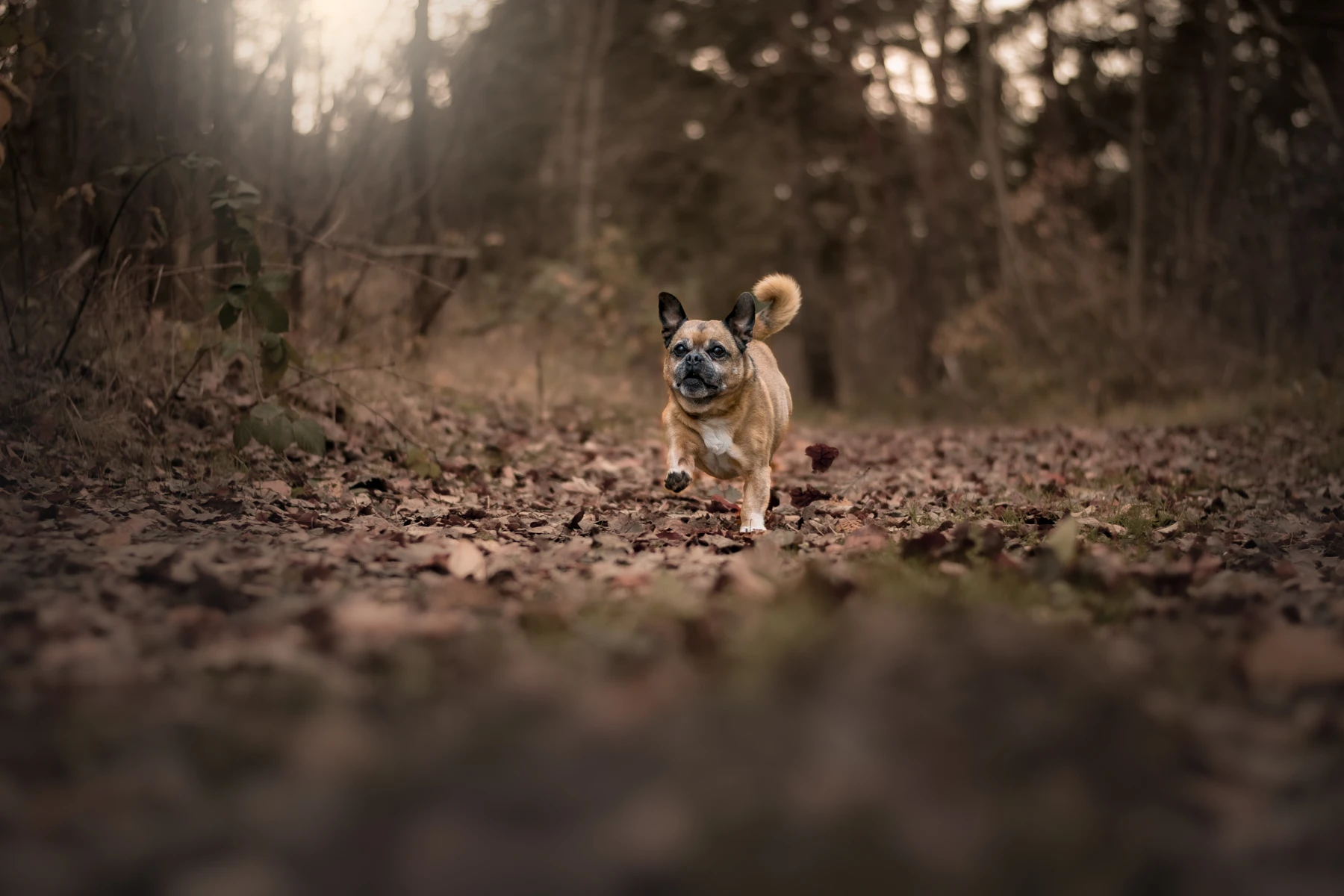 Rocky läuft durch den Wald im warmen Abendlicht
